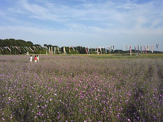 photo-20150524-1