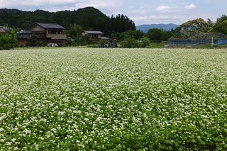 photo-20150607-8