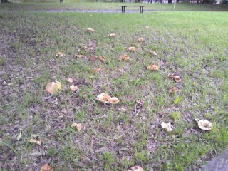 photo-20150707-1