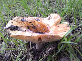 photo-20150707-2