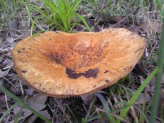 photo-20150707-3