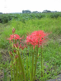 photo-20150906-2