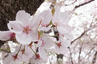 photo-20160410-4