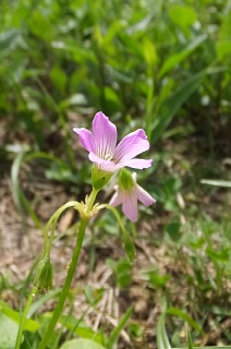 photo-20160605-1