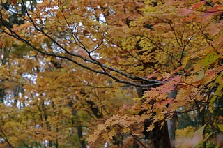 photo-20161107-3