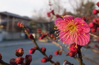 photo-20170129-3