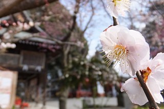 photo-20170306-3