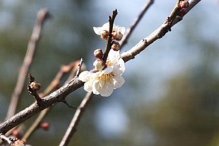photo-20170321-11