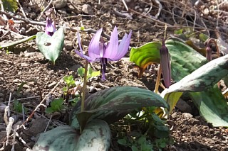 photo-20170325-1