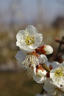 photo-20180304-3