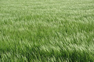photo-20180415-7