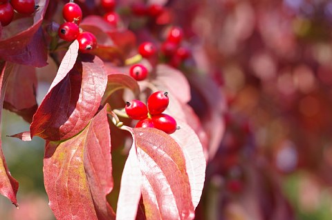photo-20181125-3