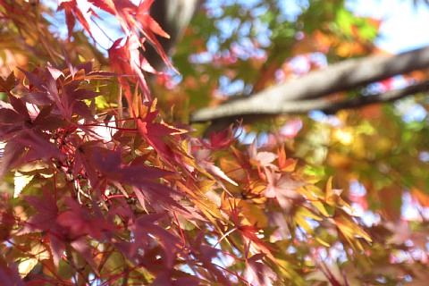 photo-20241124-2