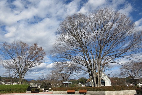 photo-20241201-3