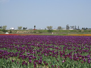 photo-20100503-13