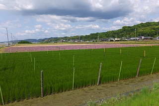 photo-20150501-38