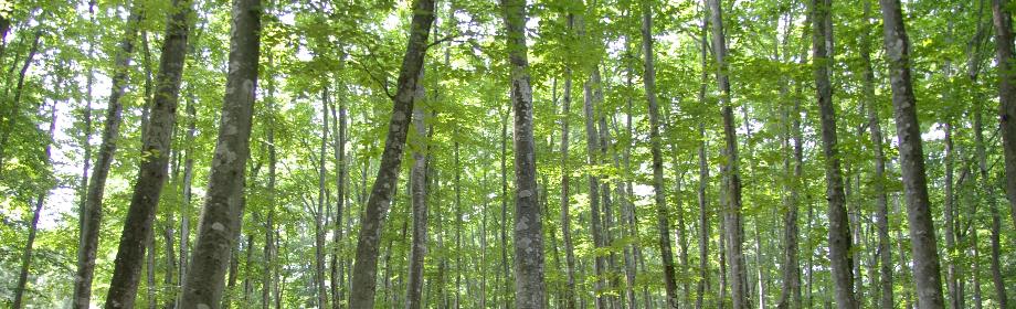 �B�e�n�F�V�����\�����s���V�R�@���l��