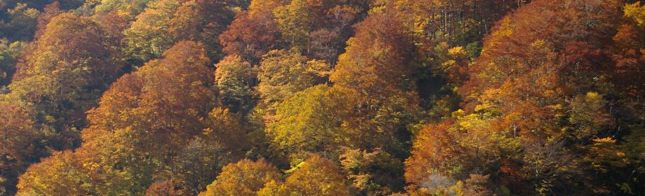 �B�e�n�F�V�����싛���s