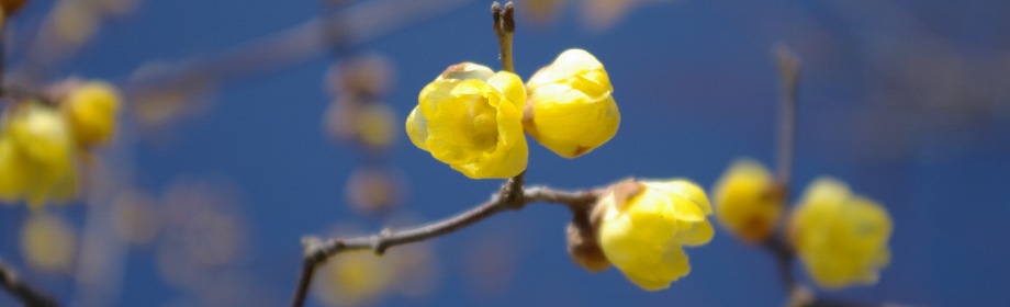 �B�e�n�F��ʌ��@���c�����u�ːX�ь���