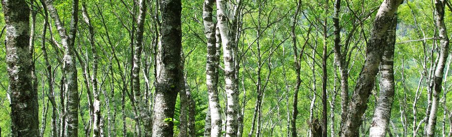 �B�e�n�F���쌧��c�s ������