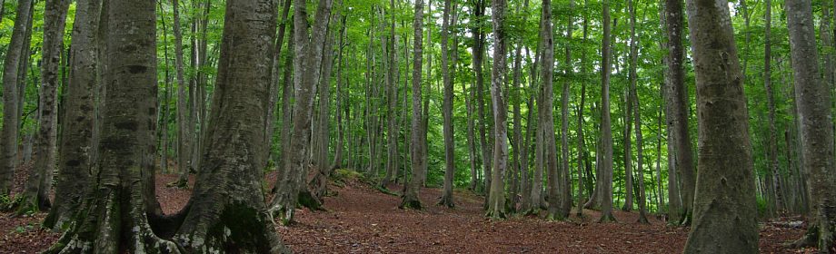 �B�e�n�F�V�����\�����s���V�R