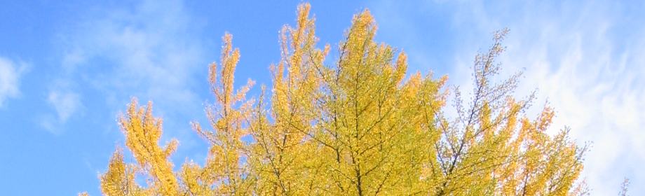 �B�e�n�F���쌧��c�s�@��c�隬����