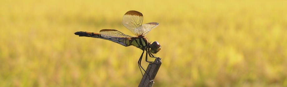 �B�e�n�F���쌧���v�s