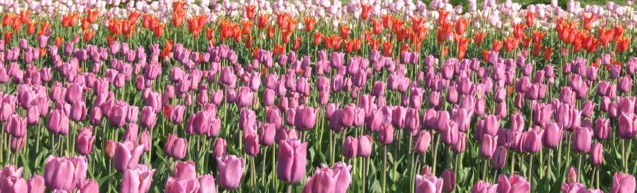 �B�e�n�F�x�R���v�g�s