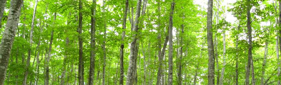 �B�e�n�F�V�����\�����s