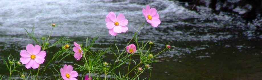 �B�e�n�F�Q�n�������s