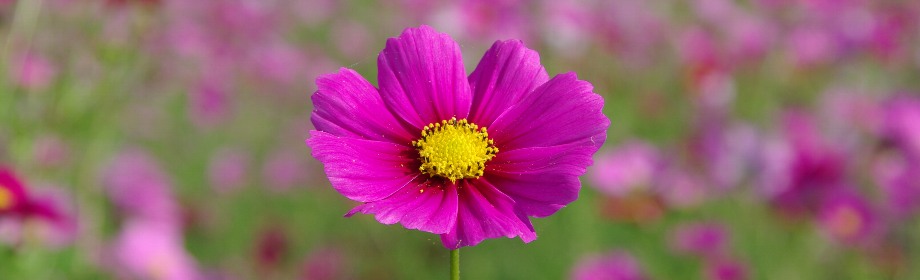 �B�e�n�F��ʌ��s�c�s�@������͐�~