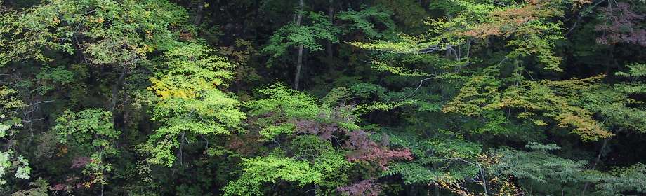 �B�e�n�F��ʌ������s(����ꑺ)