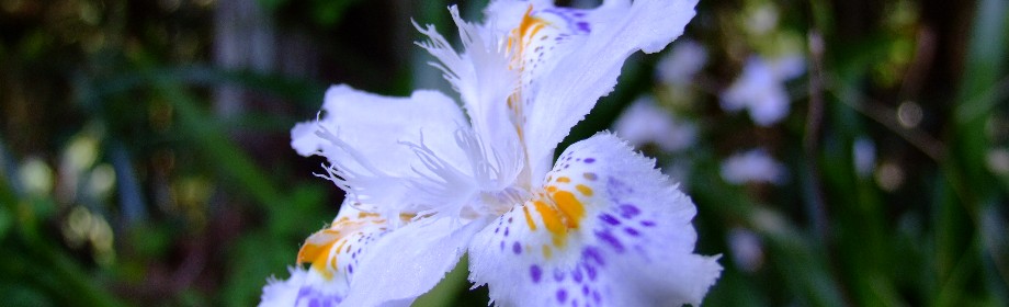 �B�e�n�F��ʌ������S�������@�ێR