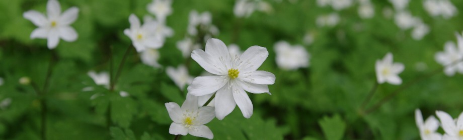 �B�e�n�F�V���������s�@�ፑ�A����