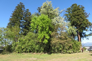 photo-20260425-65